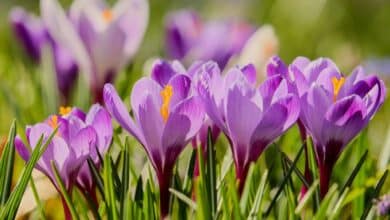 Les fleurs les plus chères du monde atteignent des prix vertigineux