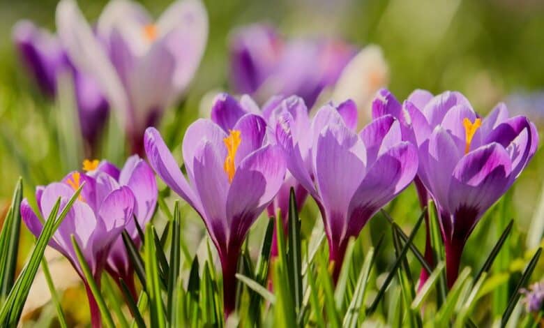 Les fleurs les plus chères du monde atteignent des prix vertigineux