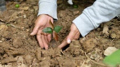 Les secrets pour protéger votre jardin du froid hivernal et garantir un printemps éblouissant !