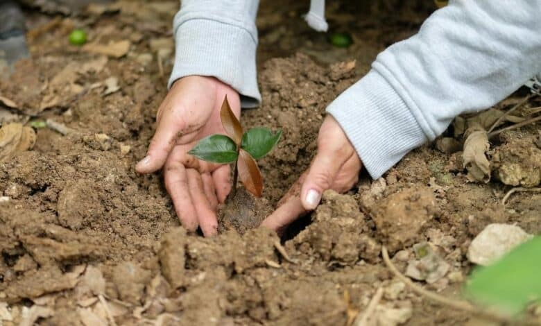 Les secrets pour protéger votre jardin du froid hivernal et garantir un printemps éblouissant !