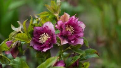 L'héllebore, la rose de Noël qui illumine vos jardins d'hiver