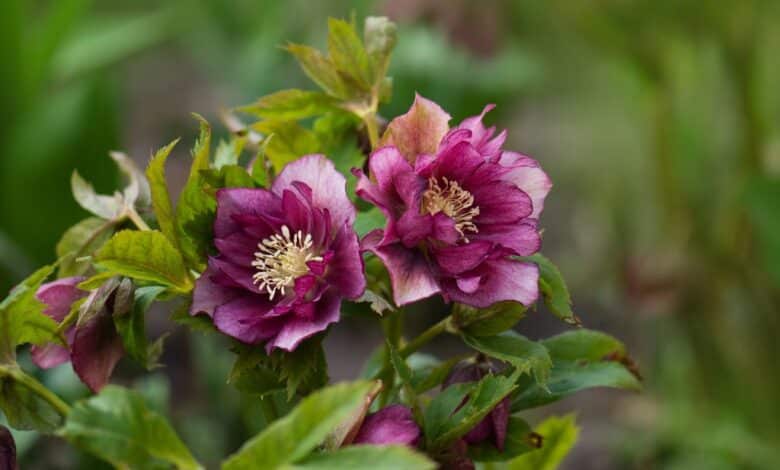 L'héllebore, la rose de Noël qui illumine vos jardins d'hiver