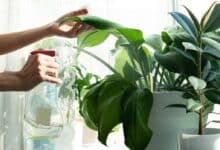 Offrez à vos plantes d'intérieur un éclat imparable les astuces essentielles pour nettoyer vos plantes