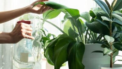 Offrez à vos plantes d'intérieur un éclat imparable les astuces essentielles pour nettoyer vos plantes