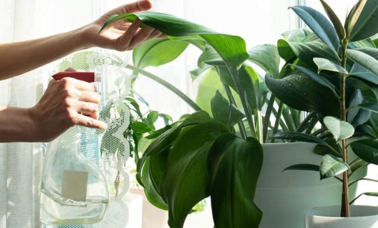 Offrez à vos plantes d'intérieur un éclat imparable les astuces essentielles pour nettoyer vos plantes