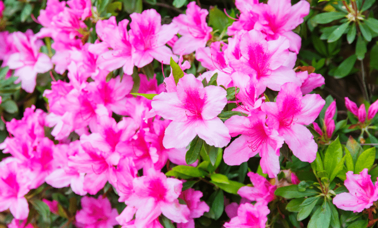 Azalea