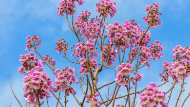 Le paulownia