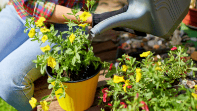 arroser ses plantes en pot