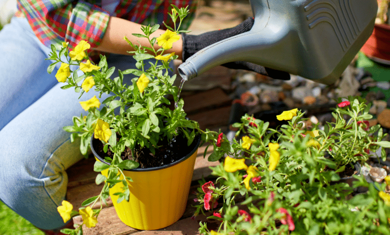 arroser ses plantes en pot