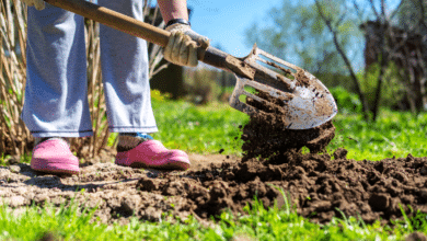 bêcher son jardin