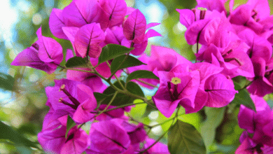 bougainvillier