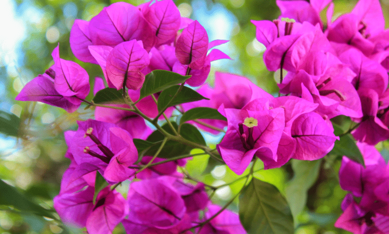 bougainvillier