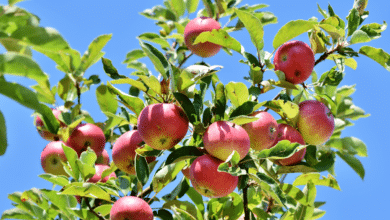 Les secrets de la reproduction du pommier