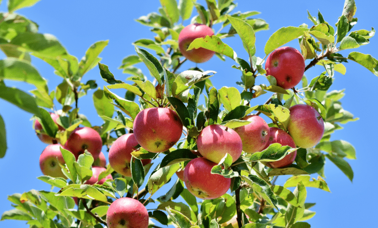 Les secrets de la reproduction du pommier