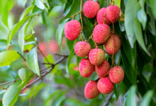 Comment cultiver un litchi à partir de son noyau