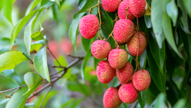 Comment cultiver un litchi à partir de son noyau