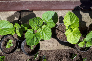 Cultiver le paulownia avec succès