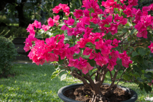 bougainvillier en pot