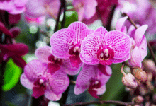 orchidées