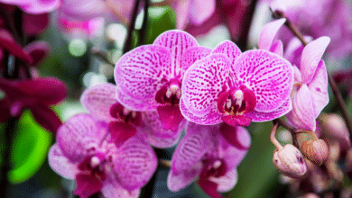 orchidées