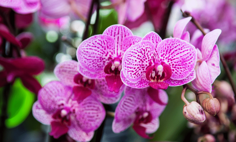 orchidées