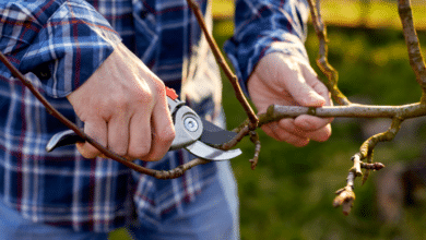 tailler un arbre fruitier