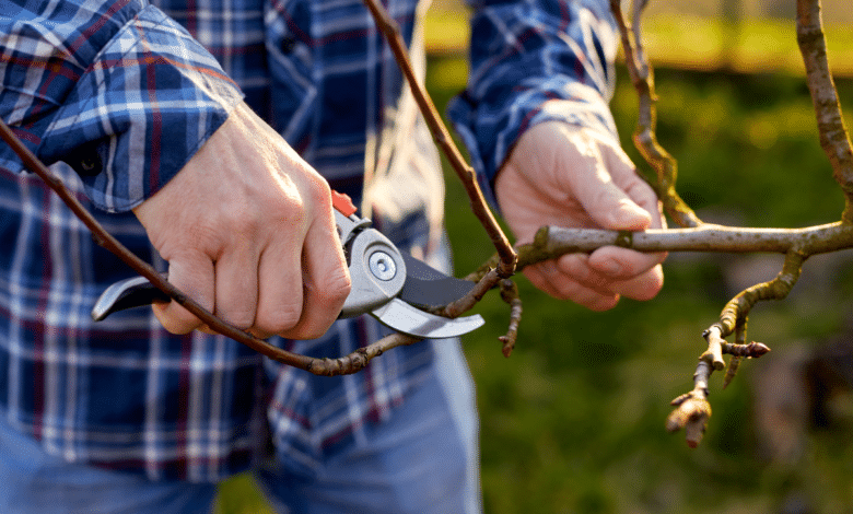 tailler un arbre fruitier