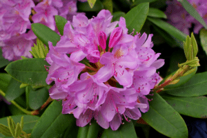 Rhododendron 'Bloombux