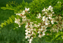 Robinia pseudoacacia 'Twisty Baby'