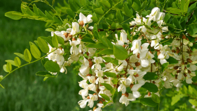 Robinia pseudoacacia 'Twisty Baby'