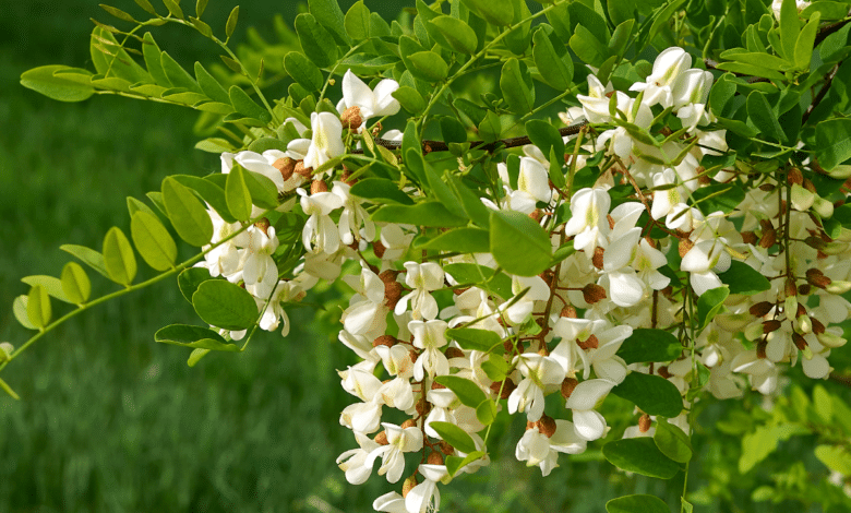 Robinia pseudoacacia 'Twisty Baby'