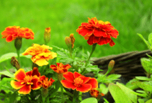 Tagetes patula