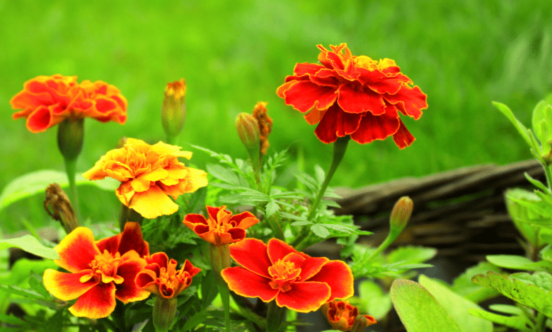 Tagetes patula