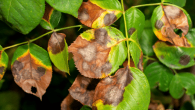 feuilles de rosier