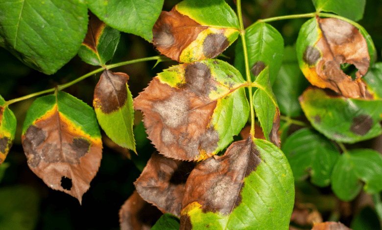 feuilles de rosier