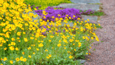 plantes tapissantes