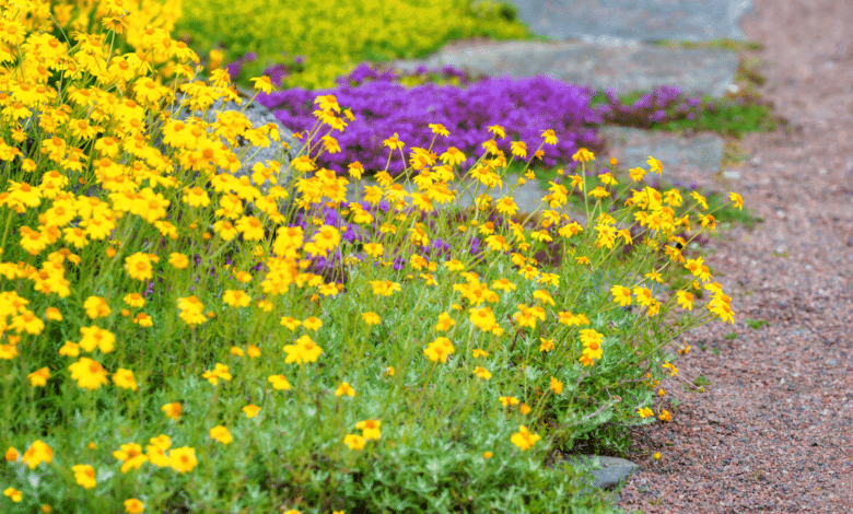 plantes tapissantes