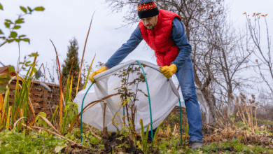 protections hivernales de vos plantes