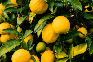 traiter les feuilles jaunies de votre citronnier